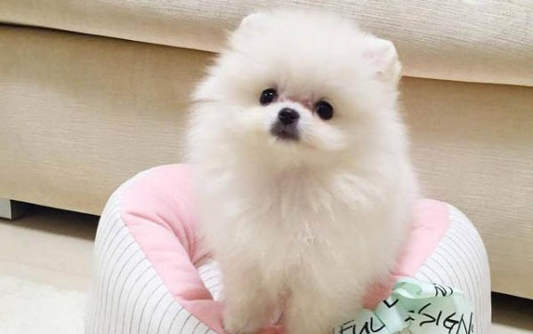 兩只公狗可以一起養嗎