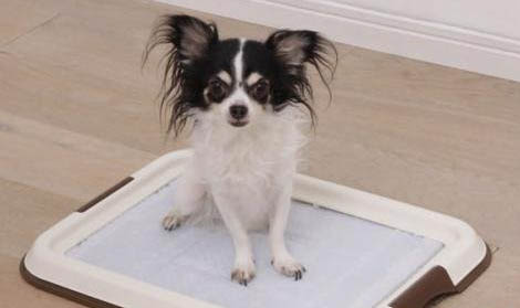 一窩中最小的幼犬如何照顧