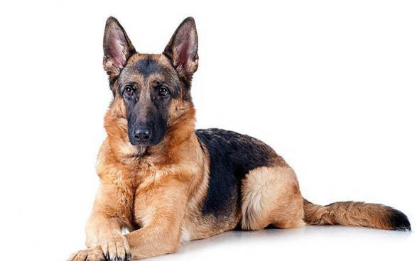 澳大利亞牧羊犬骨折癥狀有哪些