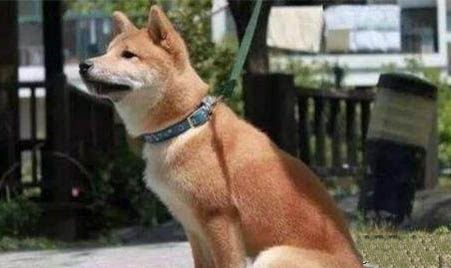 純種中華田園犬哪里有買的