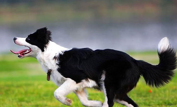 蘇格蘭牧羊犬選購要點