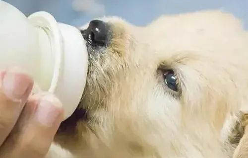 狗狗突然亂撒尿拉屎