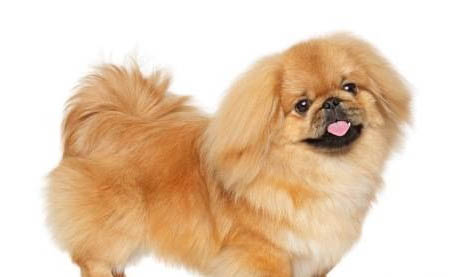 北京犬生產后惡露多久排干凈