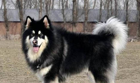 怎樣喂養阿拉斯加幼犬