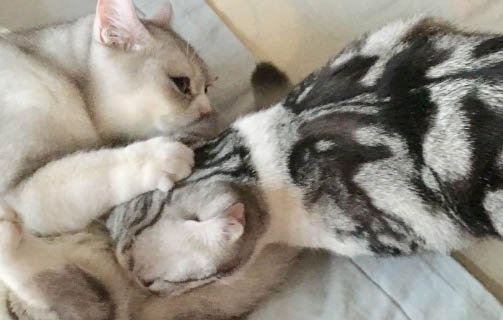 母貓懷孕多久生小貓