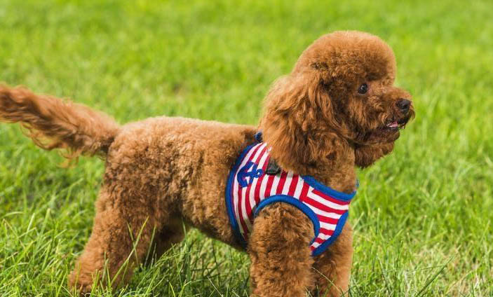 泰迪犬壽命
