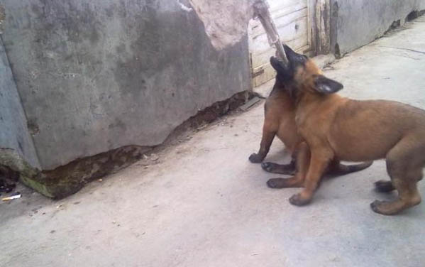 馬犬幼犬喂養禁忌有哪些