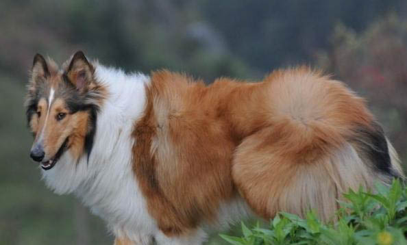 喜樂蒂牧羊犬突然不愛吃東西的原因是什么