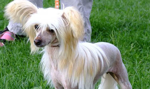 中國冠毛犬真菌感染的原因