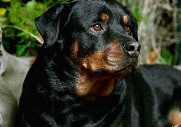 羅威納犬的性格是怎么樣的