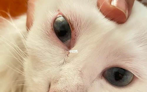 貓喘氣發出咕嚕咕嚕的聲音