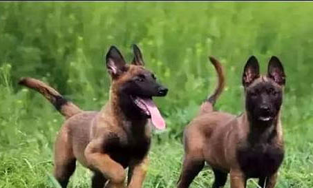 馬犬第一窩可以生幾個