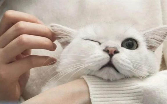 貓砂哪里有買