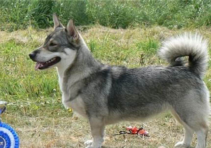 柯基幼犬咳嗽干嘔怎么辦好呢