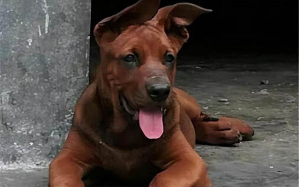 牧羊犬有哪些品種
