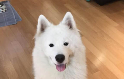 薩摩耶犬拉稀帶血是什么原因