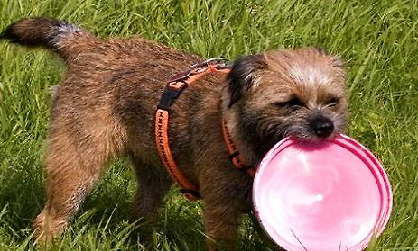 英國(guó)獵狐犬的飼養(yǎng)要點(diǎn)有哪些