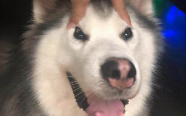 狗狗懷孕需要注意什么?