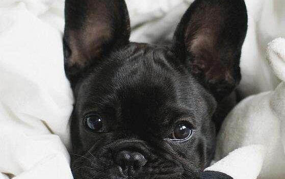 比格犬好養(yǎng)嗎