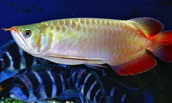 龍魚掉眼能恢復(fù)嗎?