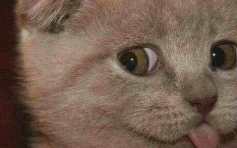 小貓飼養的方法和注意事項