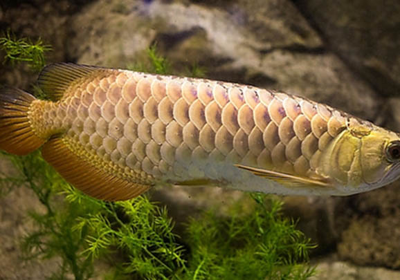 金龍魚多少錢一條？名貴觀賞魚果然不便宜！