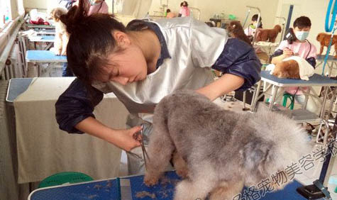 狗辦工作犬證的流程有哪些