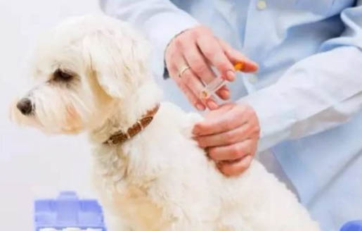如何挑選幼犬？