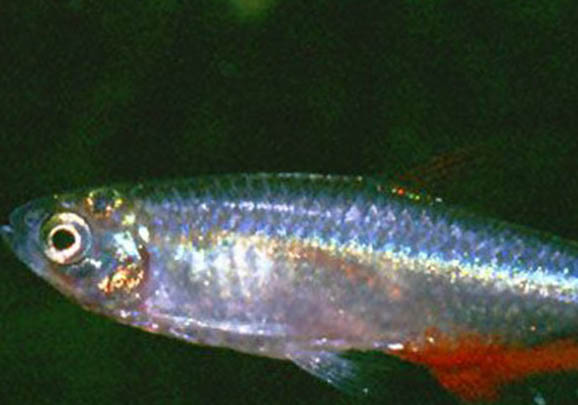 什么觀賞魚好看又好養(yǎng)