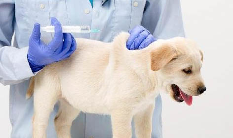 一只幼犬多久取消籠養