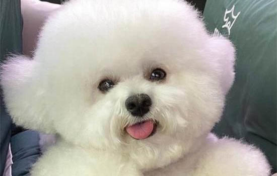 養(yǎng)狗身上癢癢的原因及處理方法
