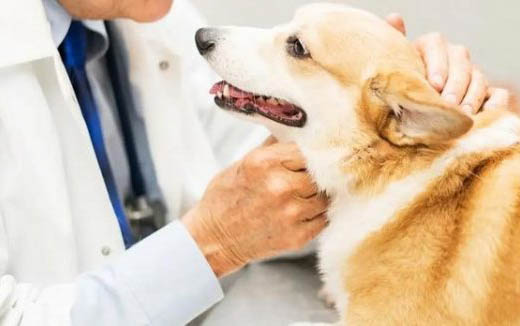 狗狗子宮蓄膿前期有哪些癥狀?