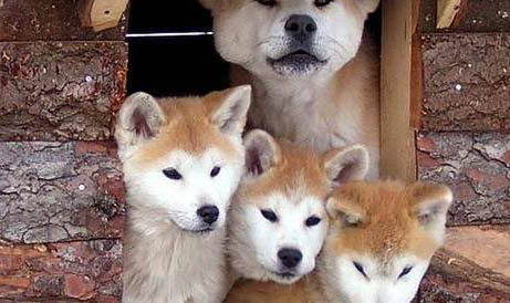純種秋田犬如何挑選