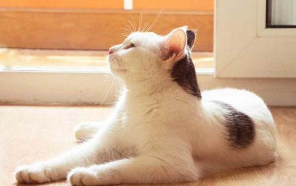 貓咪乳糖不耐癥怎么辦?