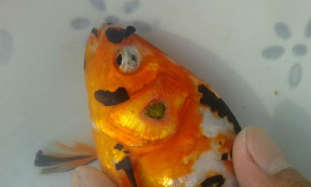 孔雀魚(yú)缸里放鹽后果