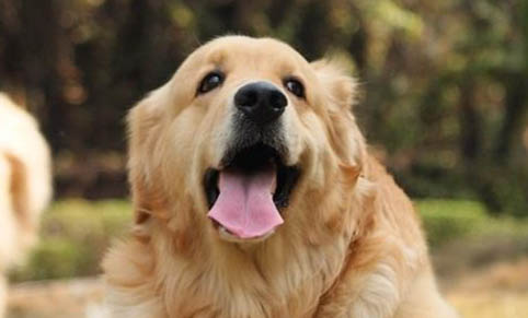 老了導(dǎo)盲犬怎么辦