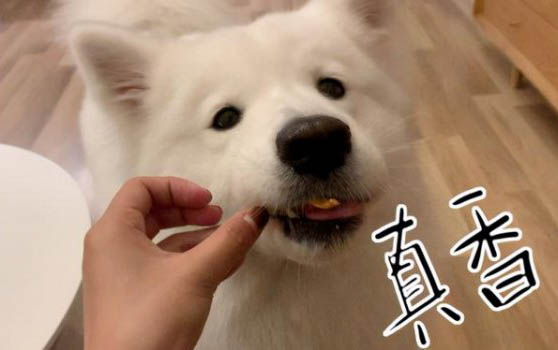 怎樣調理狗狗的腸胃?