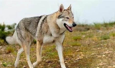 中國可以養捷克狼犬嗎