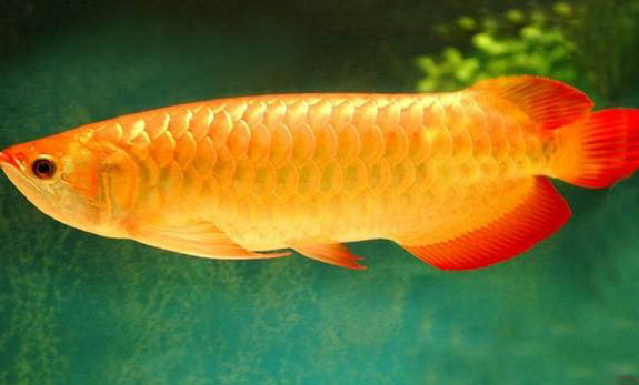 龍魚(yú)為什么不能養(yǎng)雙