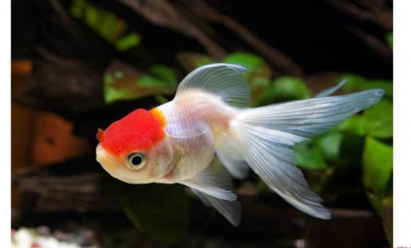 如何判斷金魚是缺氧還是餓了