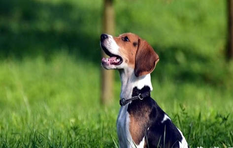 比格犬有哪些缺點呢？
