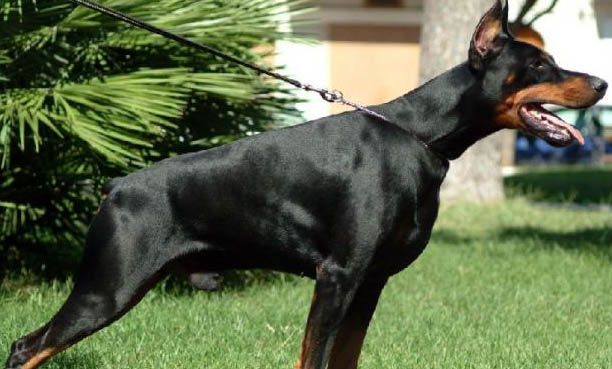 杜賓犬如何立耳,杜賓犬立耳手術價格多少