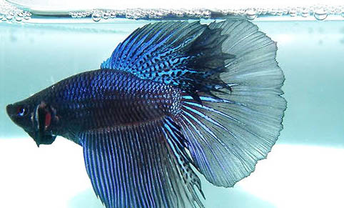 孔雀魚難產(chǎn)的原因及處理方法