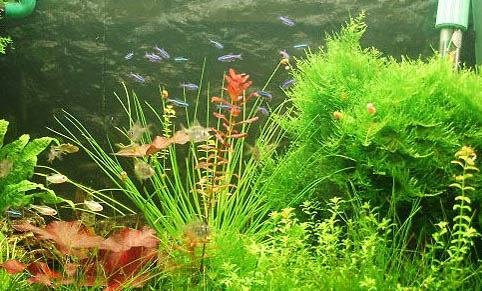 適合裸缸養的魚