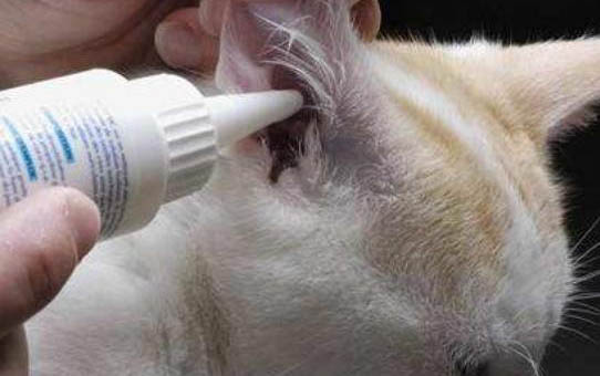 貓咪睡覺時候為什么爪子一張一合