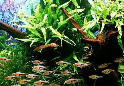 七彩神仙魚可以長多大
