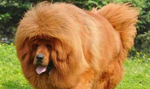 藏獒和比特犬哪個(gè)更厲害