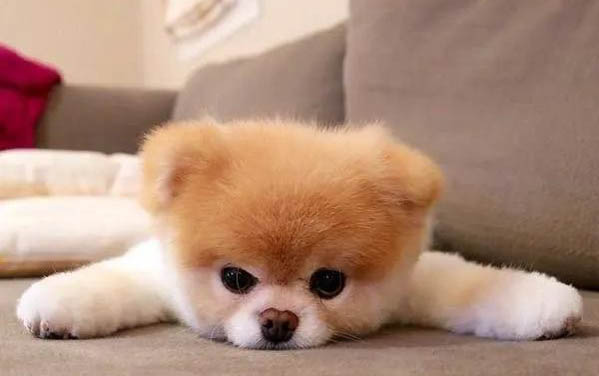 狗狗多久刷一次牙