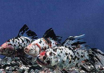 夏季釣魚釣深還是釣淺