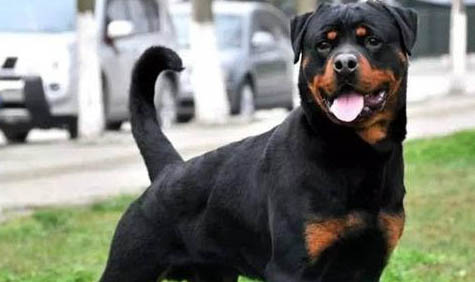 怎樣訓練羅威納犬